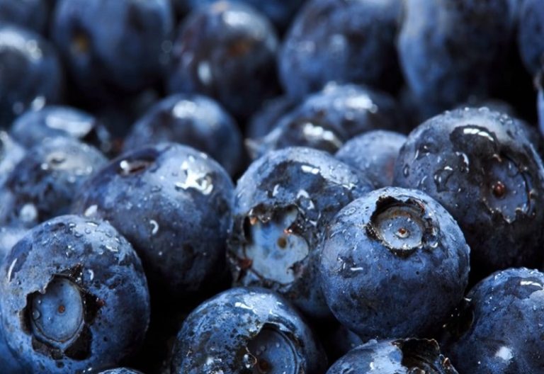 Carnivore diet with Berries